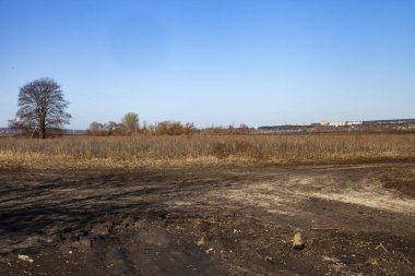 alanında bir ağaç. 