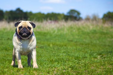 Pug köpek yeşil çim üzerinde duruyor. 