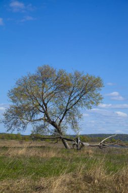 alanında bir ağaç. 