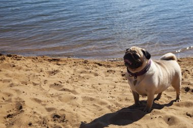 Köpek pug kum üzerinde duruyor. 