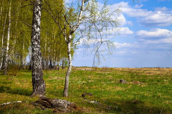 Birch Grove za slunečného dne. — Stock fotografie