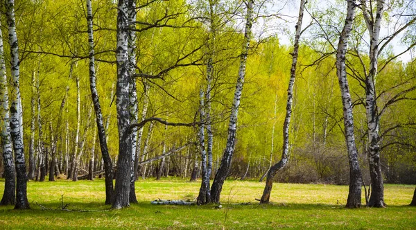 Birch grove σε μια ηλιόλουστη μέρα. — Φωτογραφία Αρχείου