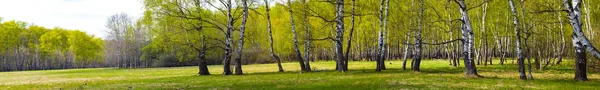 Berkenbos op een zonnige dag. — Stockfoto