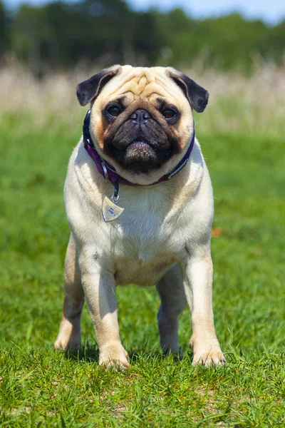 Pug dog stands on green grass.