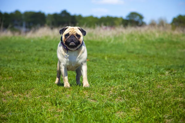 Pug cão fica na grama verde . — Fotografia de Stock