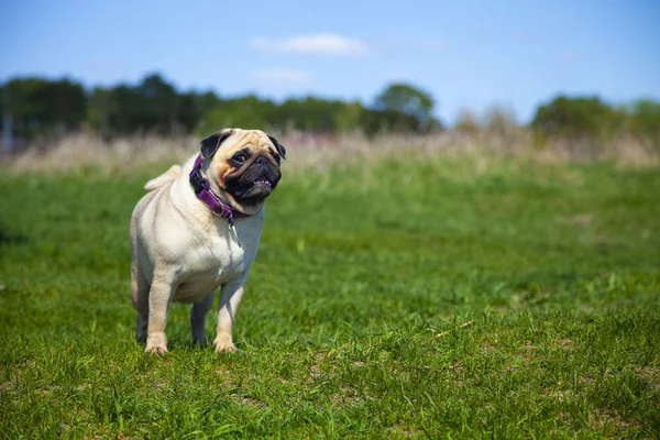 Pug cão fica na grama verde . — Fotografia de Stock