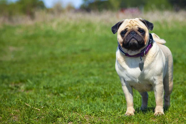 Pug cão fica na grama verde . — Fotografia de Stock