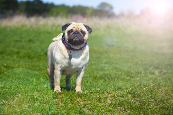 Pug pies stoi na zielonej trawie. — Zdjęcie stockowe