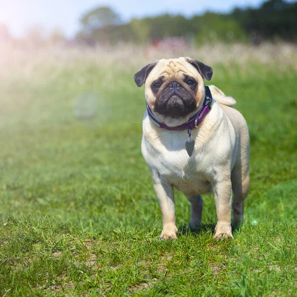 Pug dog stands on green grass. — Stock Photo, Image