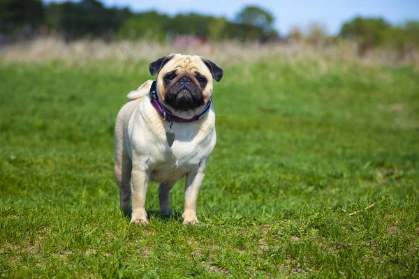 Pug pies stoi na zielonej trawie. — Zdjęcie stockowe