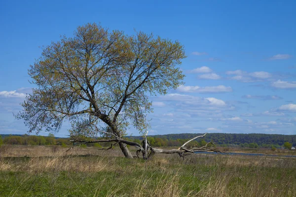 Uma árvore no campo . — Fotografia de Stock