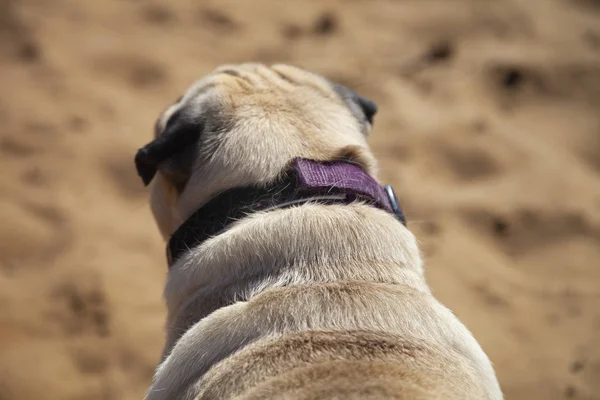 Psí Pug stojí na písku. — Stock fotografie