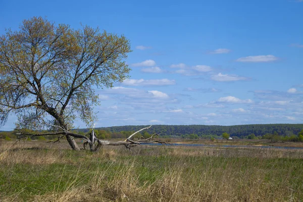 Un arbre dans le champ . — Photo