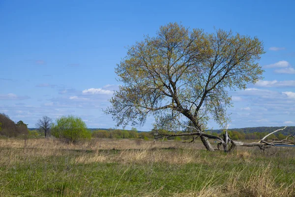 Een boom in het veld. — Stockfoto