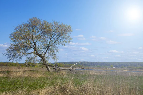 Un arbre dans le champ . — Photo