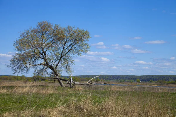 Un arbre dans le champ . — Photo