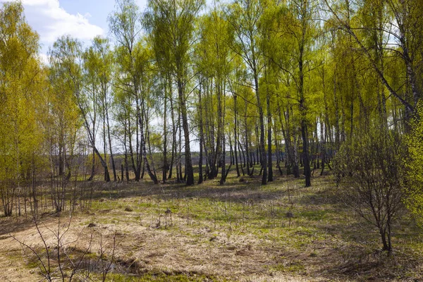 Birkenhain an einem sonnigen Tag. — Stockfoto