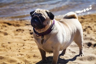 Köpek pug gölün yakınındaki kum üzerinde duruyor.