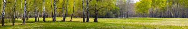 Birch grove σε μια ηλιόλουστη μέρα. — Φωτογραφία Αρχείου