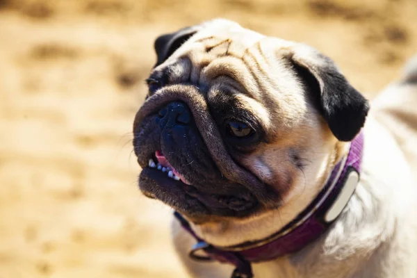 Pies Pug stoi na piasku. — Zdjęcie stockowe