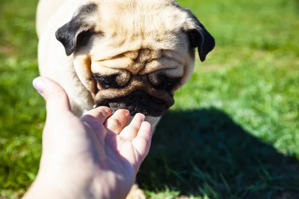 Hond Pug en vrouw hand. — Stockfoto