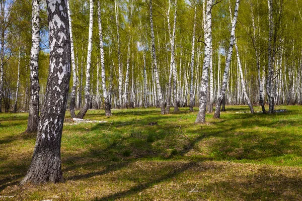 Birch Grove. Floresta em um dia de sol . — Fotografia de Stock