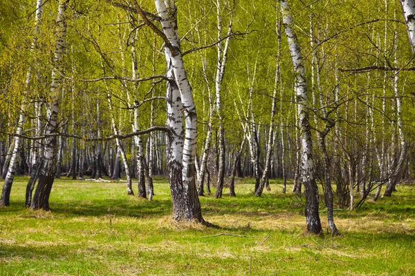 Birch Grove. Les za slunečného dne. — Stock fotografie