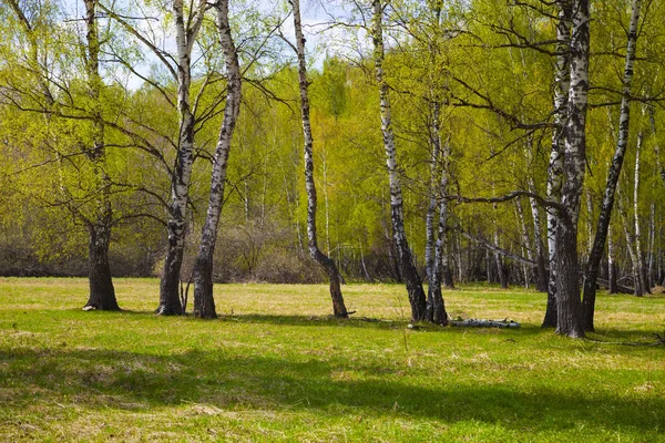 Birkenhain. Wald an einem sonnigen Tag. — Stockfoto