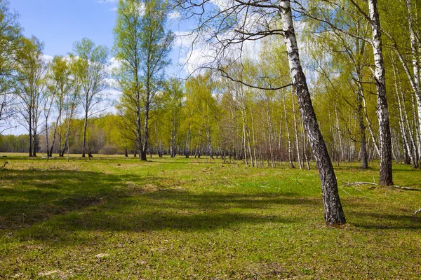 Birkenhain. Wald an einem sonnigen Tag. — Stockfoto