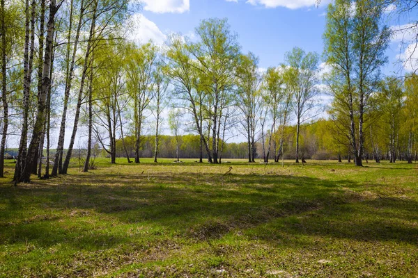 Birch Grove. Les za slunečného dne. — Stock fotografie