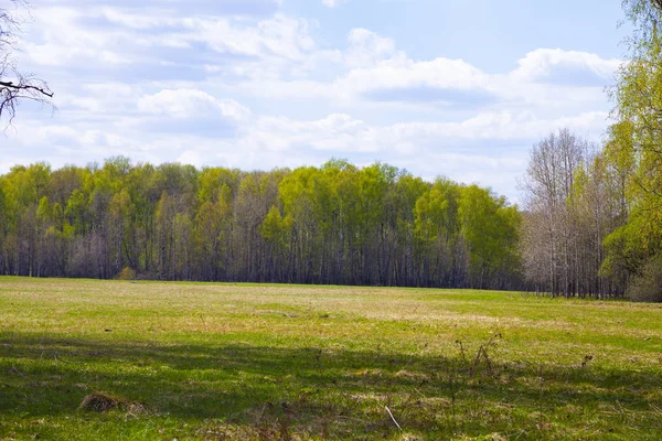 Łąka i brzeg lasu w dzień wiosny — Zdjęcie stockowe