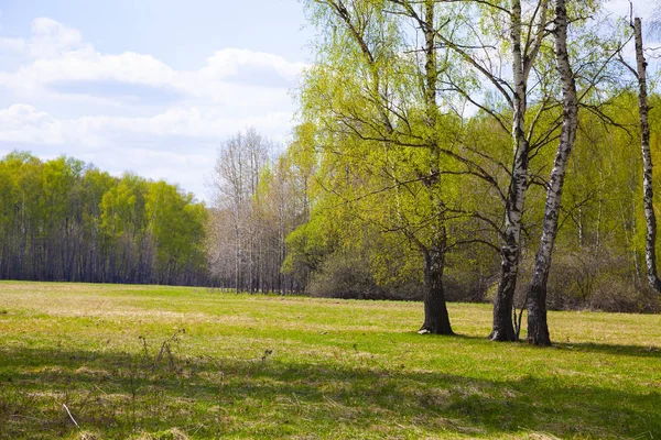 Birch Grove. Floresta em um dia de sol . — Fotografia de Stock