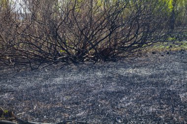 Yangından sonra patlayan tarla. 