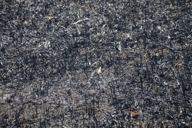 Yangından sonra patlayan tarla. 