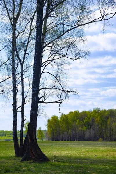 Birch Grove. Les za slunečného dne. — Stock fotografie