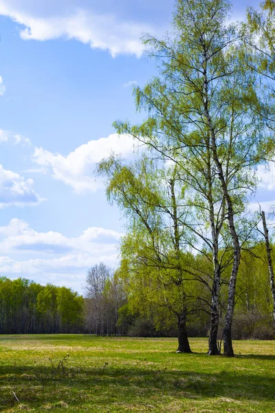 Birch Grove. Les za slunečného dne. — Stock fotografie