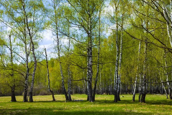 Birkenhain. Wald an einem sonnigen Tag. — Stockfoto