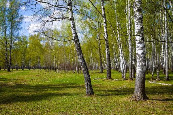 Birch Grove. Bos op een zonnige dag. — Stockfoto