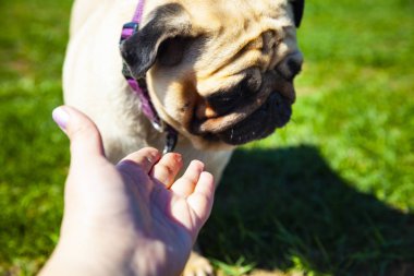 Köpek pug ve kadın el.