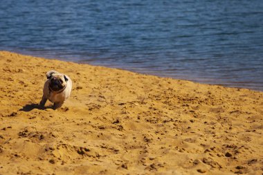 Köpek pug kum üzerinde çalışıyor.