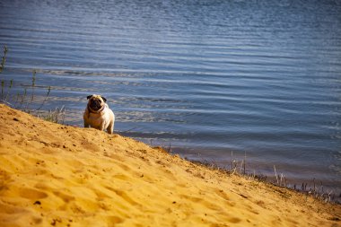 Köpek pug gölün yakınındaki kum üzerinde duruyor.