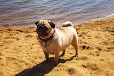 Köpek pug kum üzerinde duruyor.