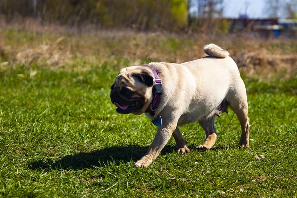 Pug dog is walking on the green grass.