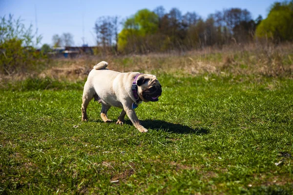 Pug cão está andando na grama verde . — Fotografia de Stock