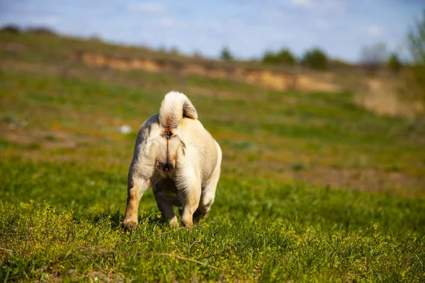 Pug dog está parado sobre hierba verde . —  Fotos de Stock