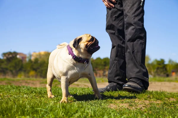 Dog pug and man on the grass.