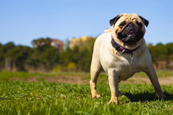 Pug köpek yeşil çim üzerinde duruyor. — Stok fotoğraf