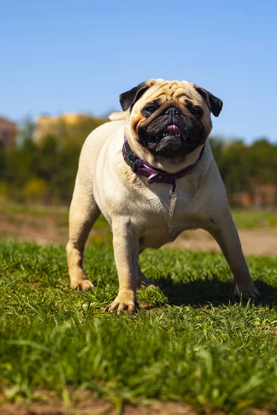 Pug pies stoi na zielonej trawie. — Zdjęcie stockowe