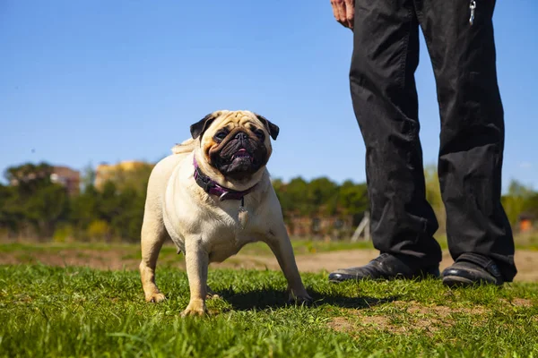 Dog pug e homem na grama . — Fotografia de Stock