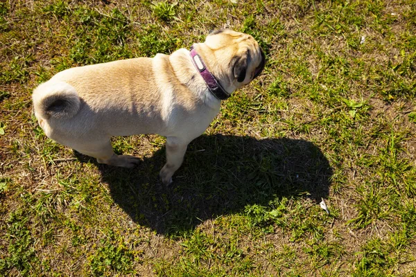 Pug köpek yeşil çim üzerinde yürüyor. — Stok fotoğraf